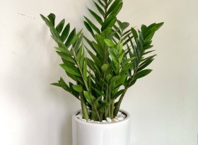  	Cây Kim Tiền Chậu Trụ Bát Tràng