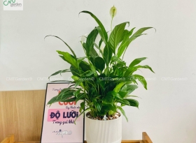  	Cây Lan Ý (để bàn)